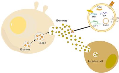 Research progress of exosomes from different sources in myocardial ischemia